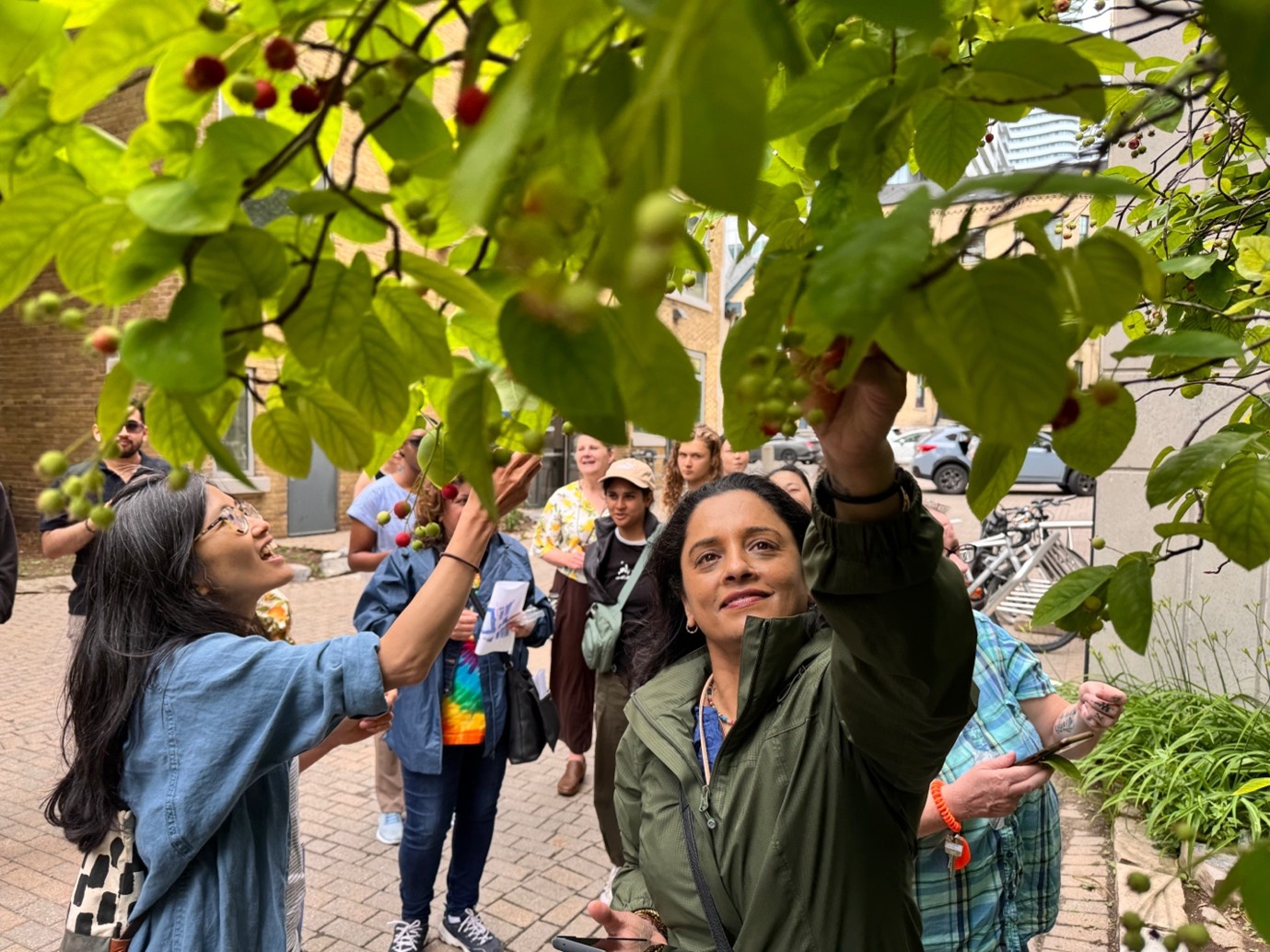 A photo of participants picking ripe serviceberries on Toronto Metropolitan University's campus.